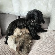 Shih Tzu - Dogs