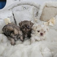 Shih Tzu - Dogs