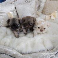 Shih Tzu - Dogs