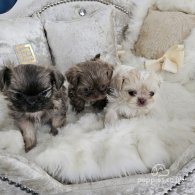 Shih Tzu - Dogs