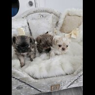 Shih Tzu - Dogs