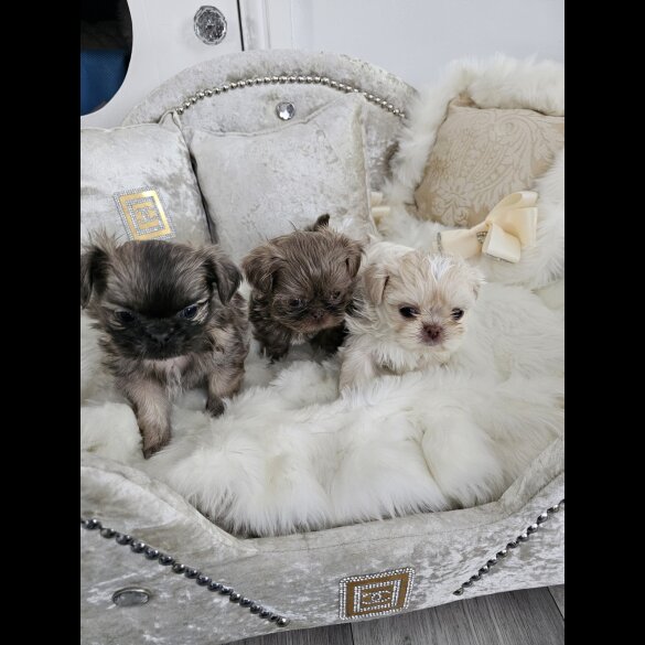 Shih Tzu - Dogs