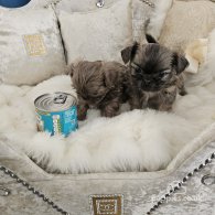 Shih Tzu - Dogs