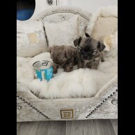 Shih Tzu - Dogs