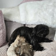 Shih Tzu - Dogs