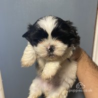 Shih Tzu - Bitches