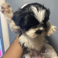 Shih Tzu - Bitches