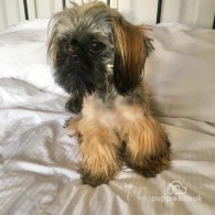 Shih Tzu - Both