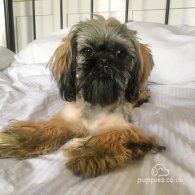 Shih Tzu - Both