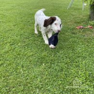 Sprocker Spaniel - Both