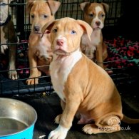 Staffordshire Bull Terrier - Dogs