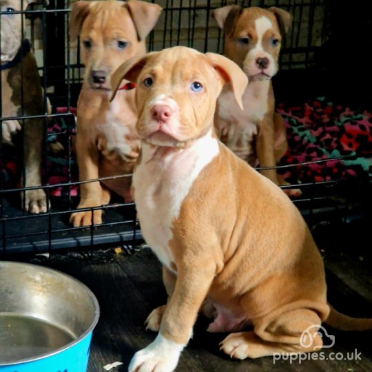 Staffordshire Bull Terrier - Dogs