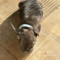 Staffordshire Bull Terrier - Both