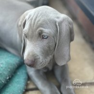 Weimaraner - Both