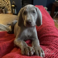 Weimaraner - Both