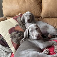 Weimaraner - Both