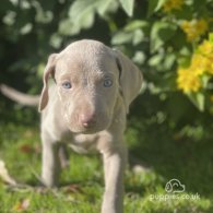 Weimaraner - Both