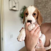 Beagle - Both