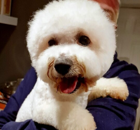 Bichon Frise