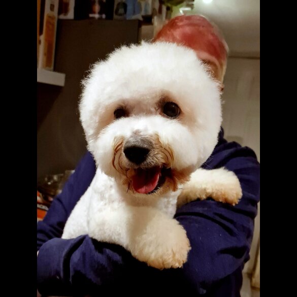 Bichon Frise