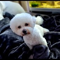 Bichon Frise