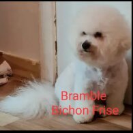 Bichon Frise