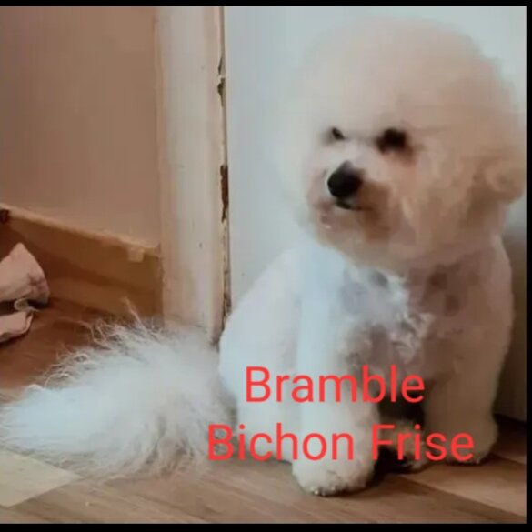 Bichon Frise