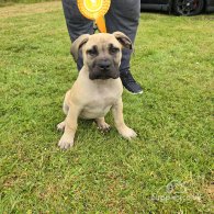 Boerboel - Both