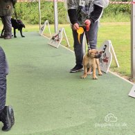 Boerboel - Both