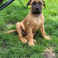 Boerboel - Both