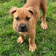 Boerboel - Both