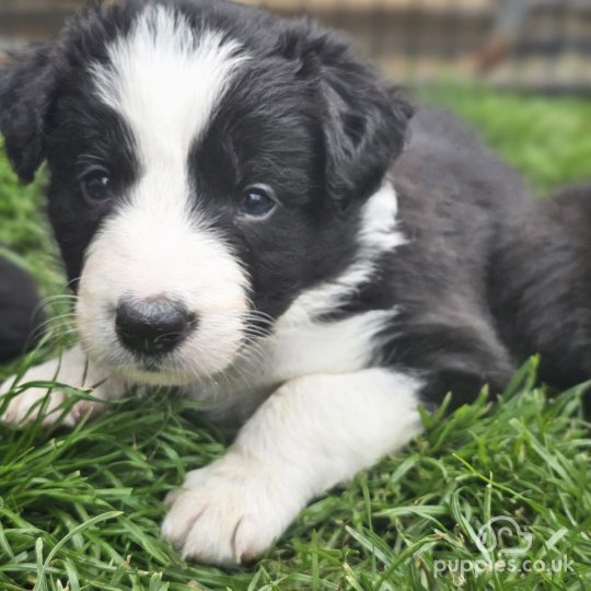 Border Collie - Both