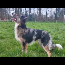 Border Collie