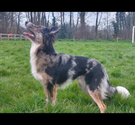 Border Collie