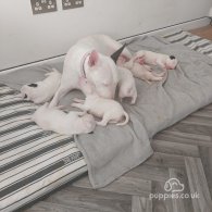 Bull Terrier - Both