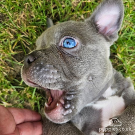 Bull Terrier - Dogs