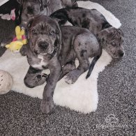 Cane Corso - Both