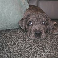 Cane Corso - Both