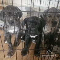 Cane Corso - Both