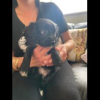 Cocker Spaniel (Working &amp; Show) - Both