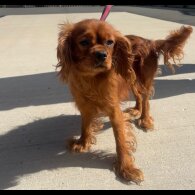 Cocker Spaniel (Working &amp; Show) - Both