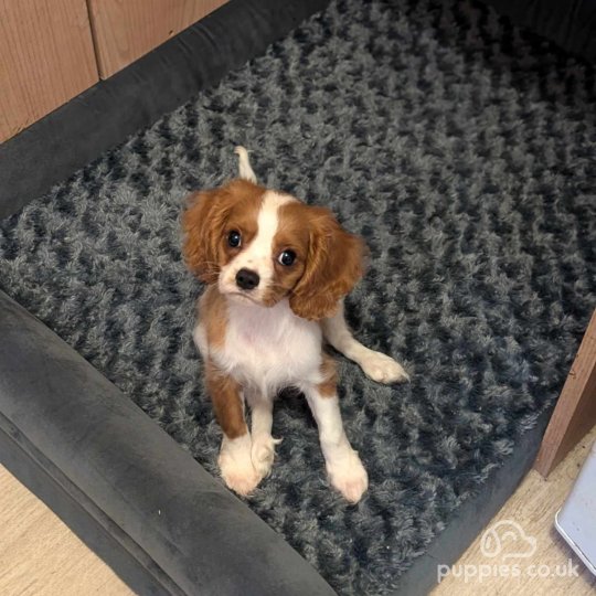 Cavalier King Charles Spaniel - Dogs