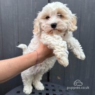 Cavapoo - Both