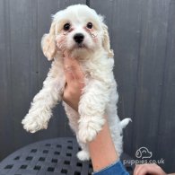 Cavapoo - Both