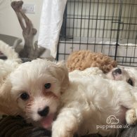 Cavapoo - Both