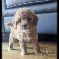 Cavapoo - Both