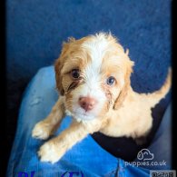 Cavapoo - Both