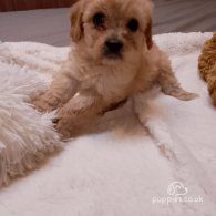 Cavapoo - Both