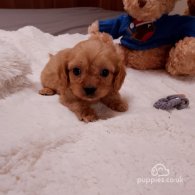 Cavapoo - Both