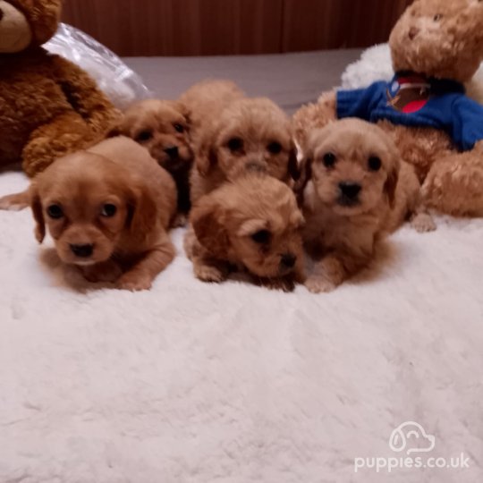 Cavapoo - Both